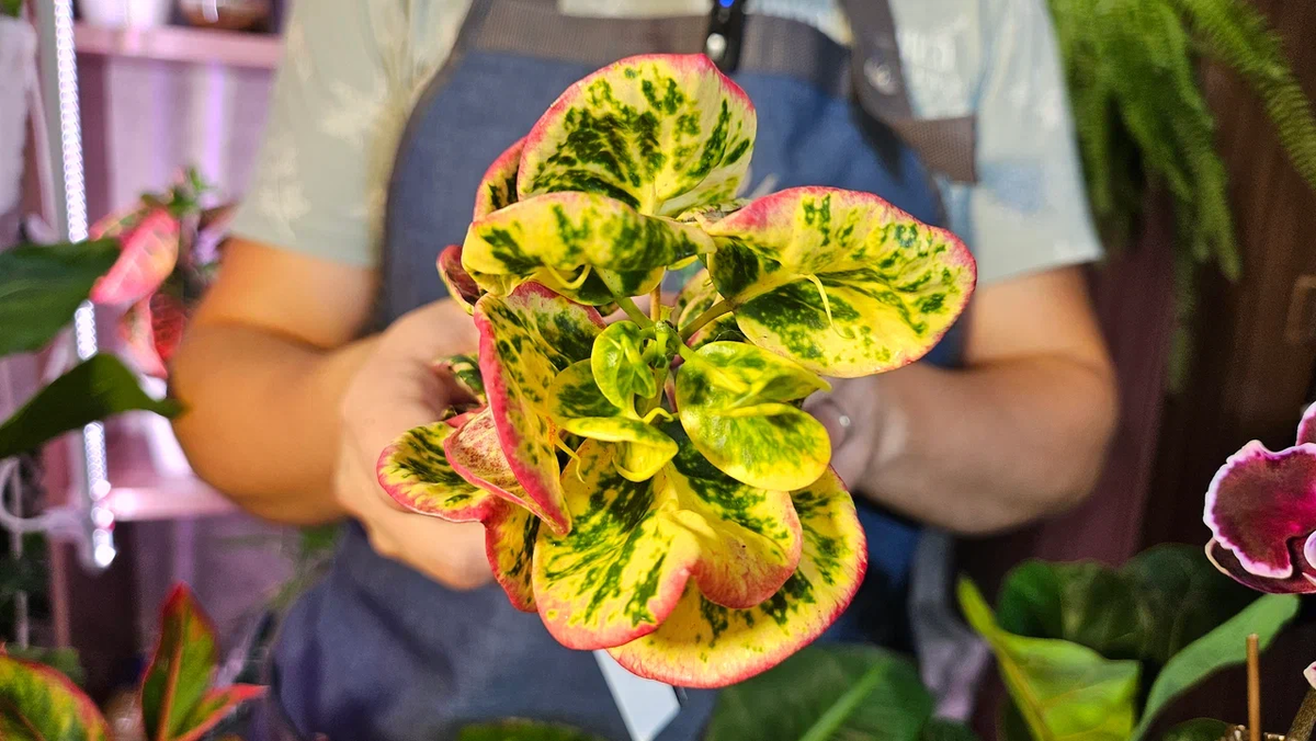 Такую вот красоту себе недавно купил. Недешёвая...
