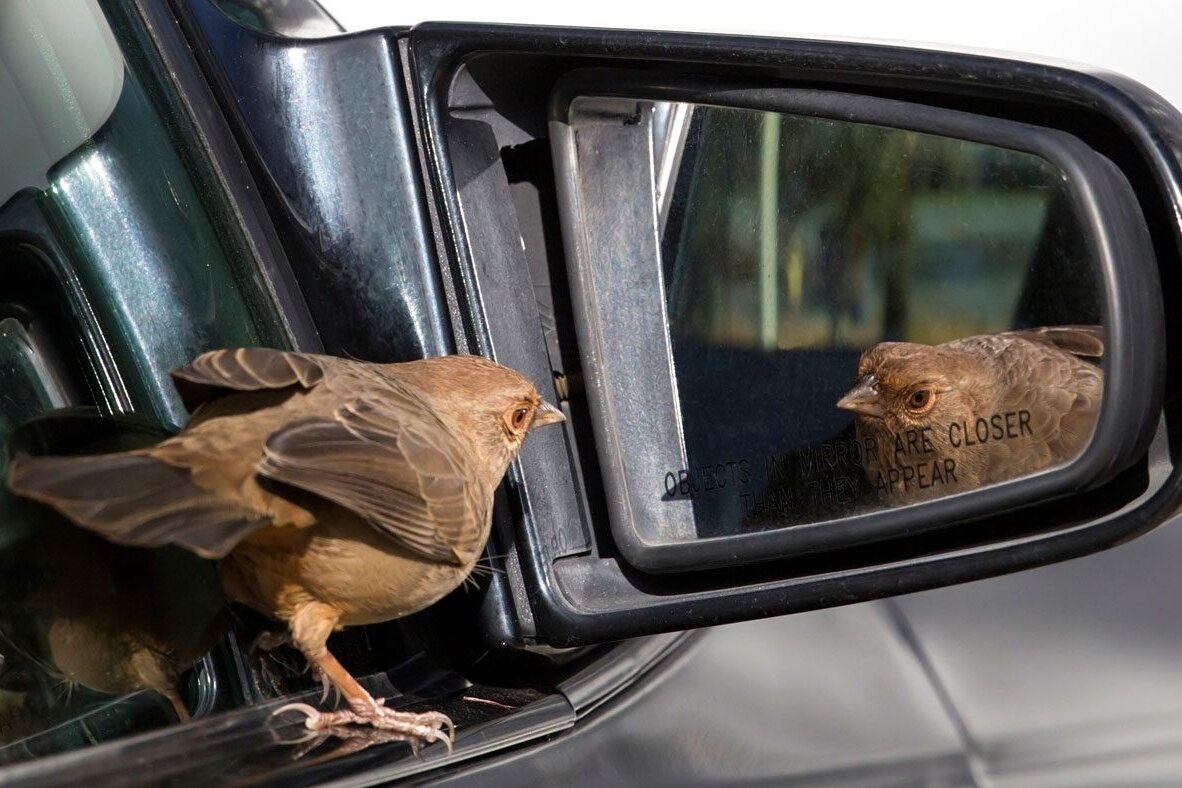     Под птичьим «обстрелом»: какие автомобили птицы чаще всего делают своей мишенью