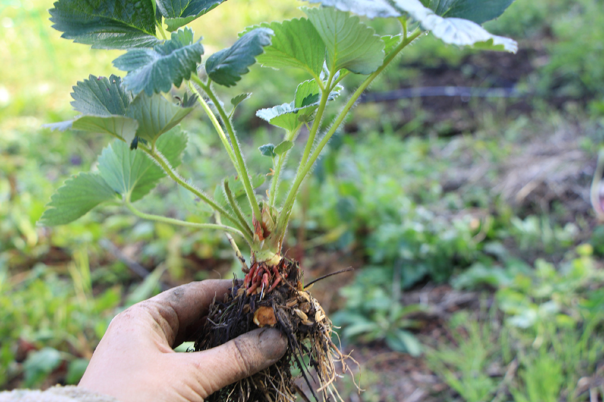 Омоложенный пятилетний куст клубники