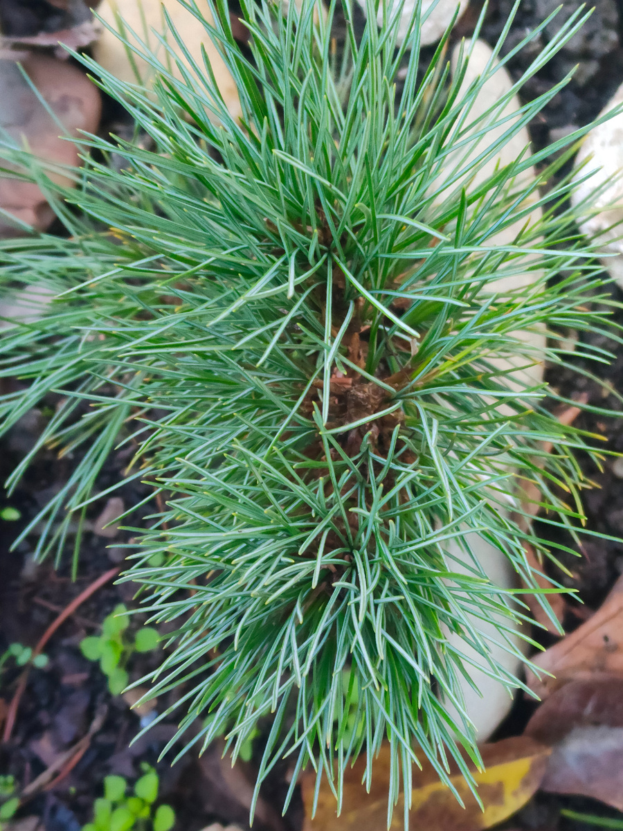 Иголочки в инии 