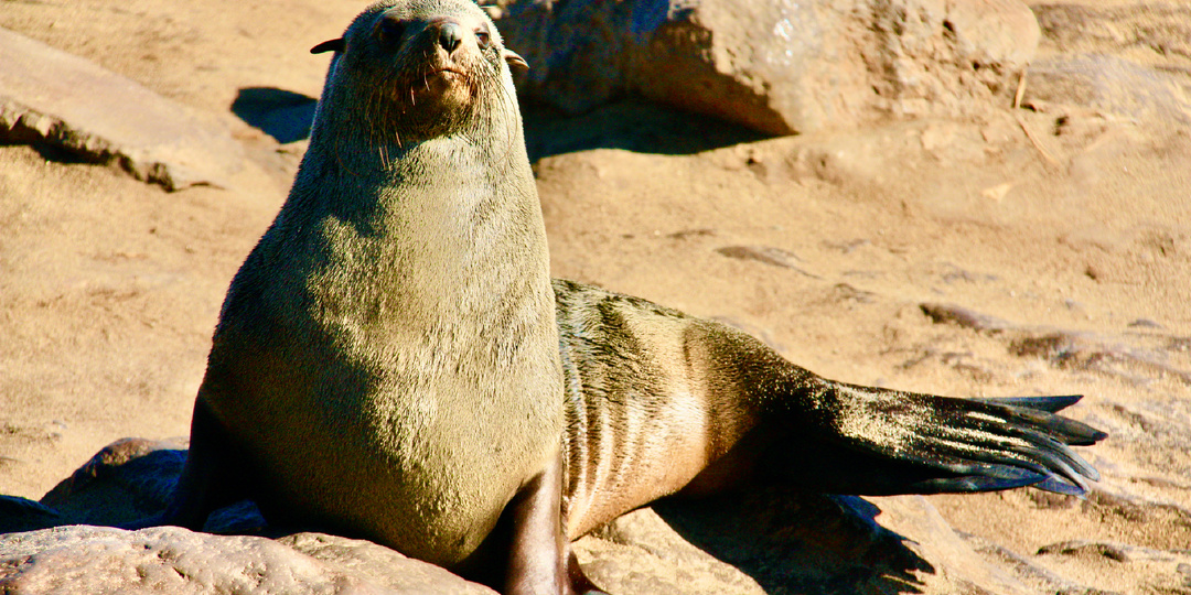Край света в Намибии: каменный крест и лежбище тысяч котиков