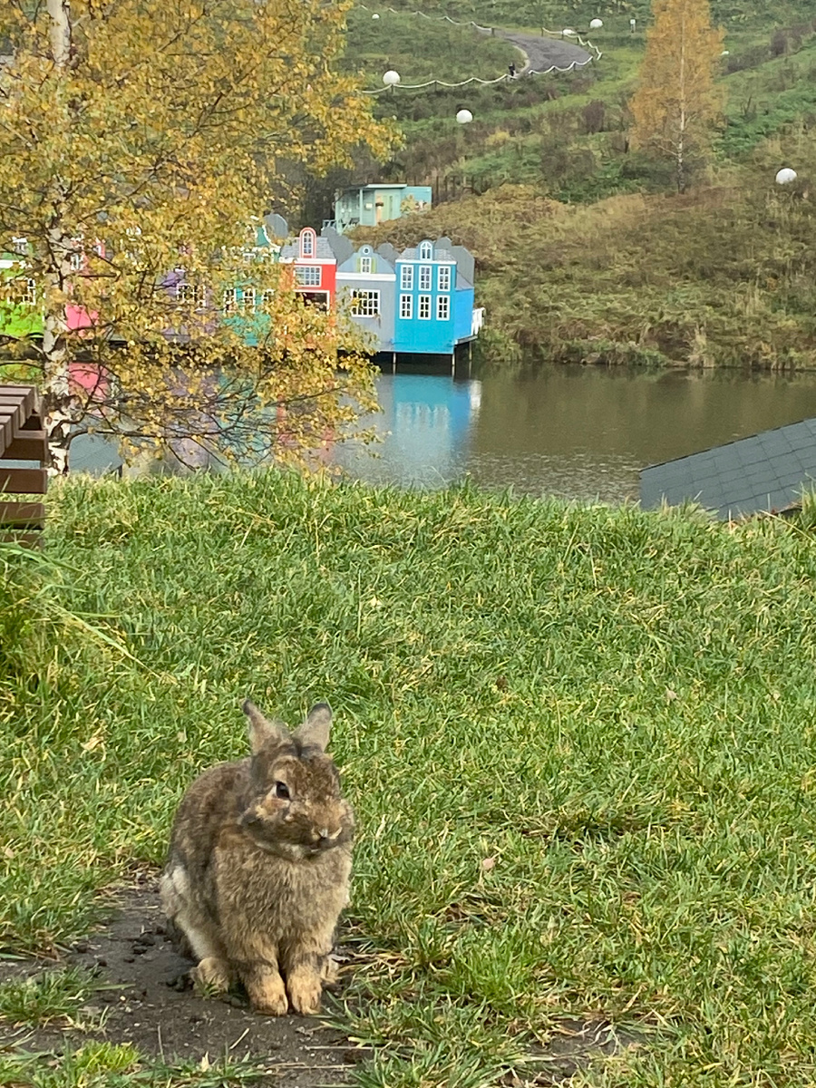 Клевое место - кролики гуляют свободно по территории