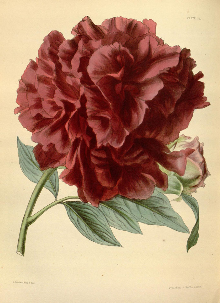 Рисунок Paeonia atrosanguinea опубликованный в 1 томе Paxton's flower garden за 1851 год. Ссылка на изображение: https://www.biodiversitylibrary.org/item/42069#page/194/mode/1up  