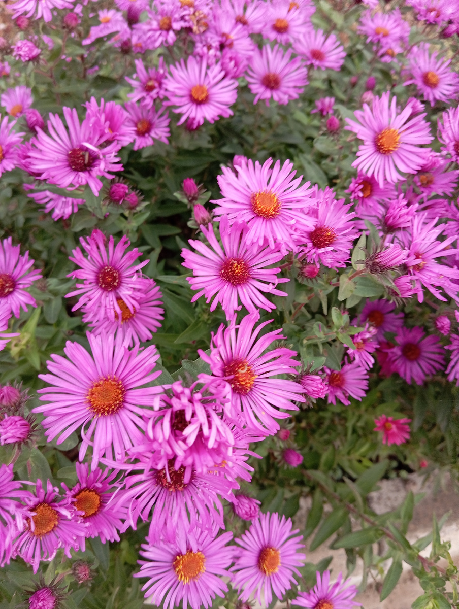 Сентябрины