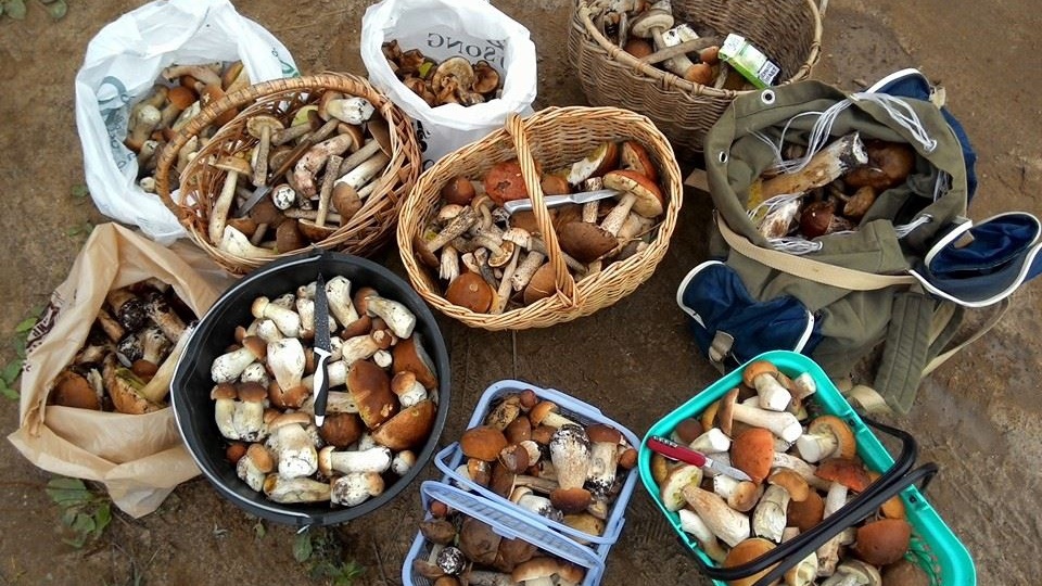 КАК ВЫЖИТЬ ПРИ СБОРЕ ГРИБОВ? ЭТО НЕ ШУТКА!