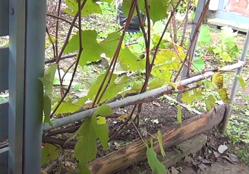 Виноград растет не по правилам у меня