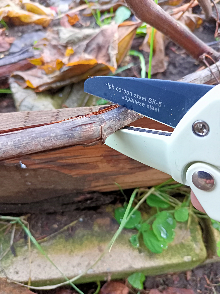 Обрезаю старую лозу