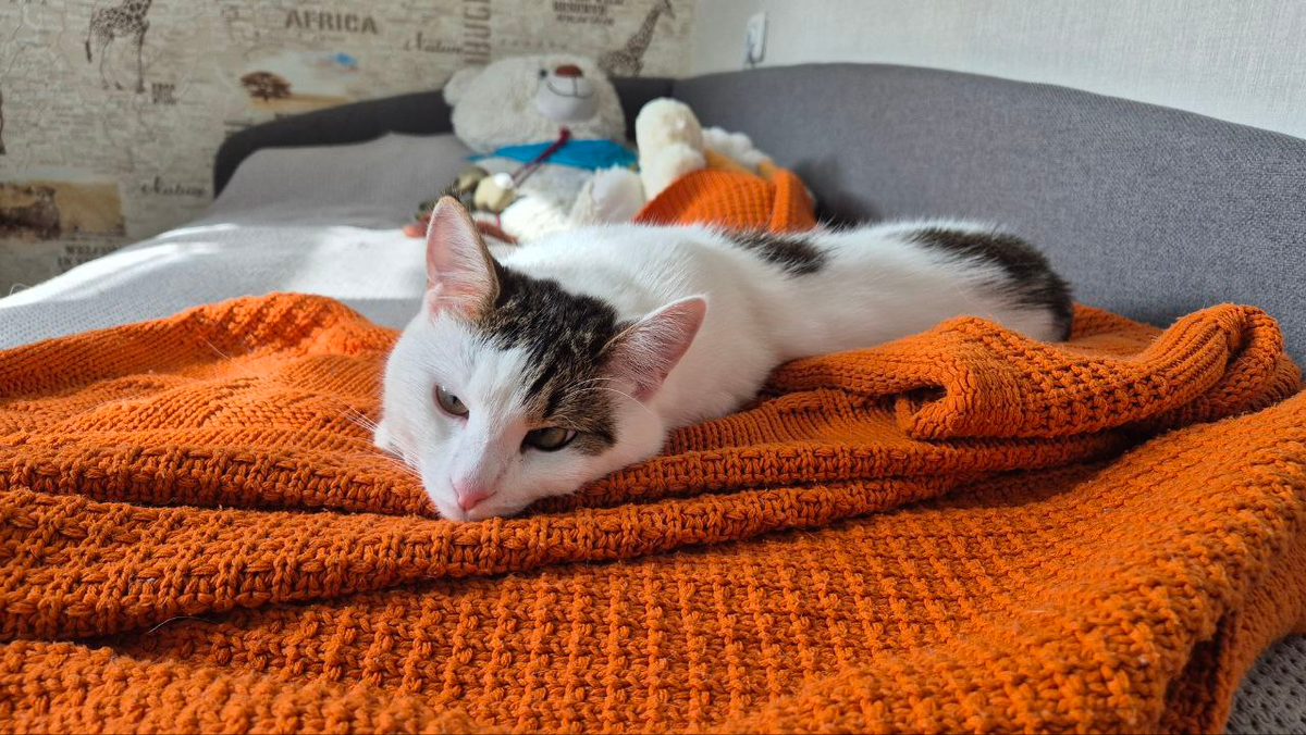 Лежит толстеет