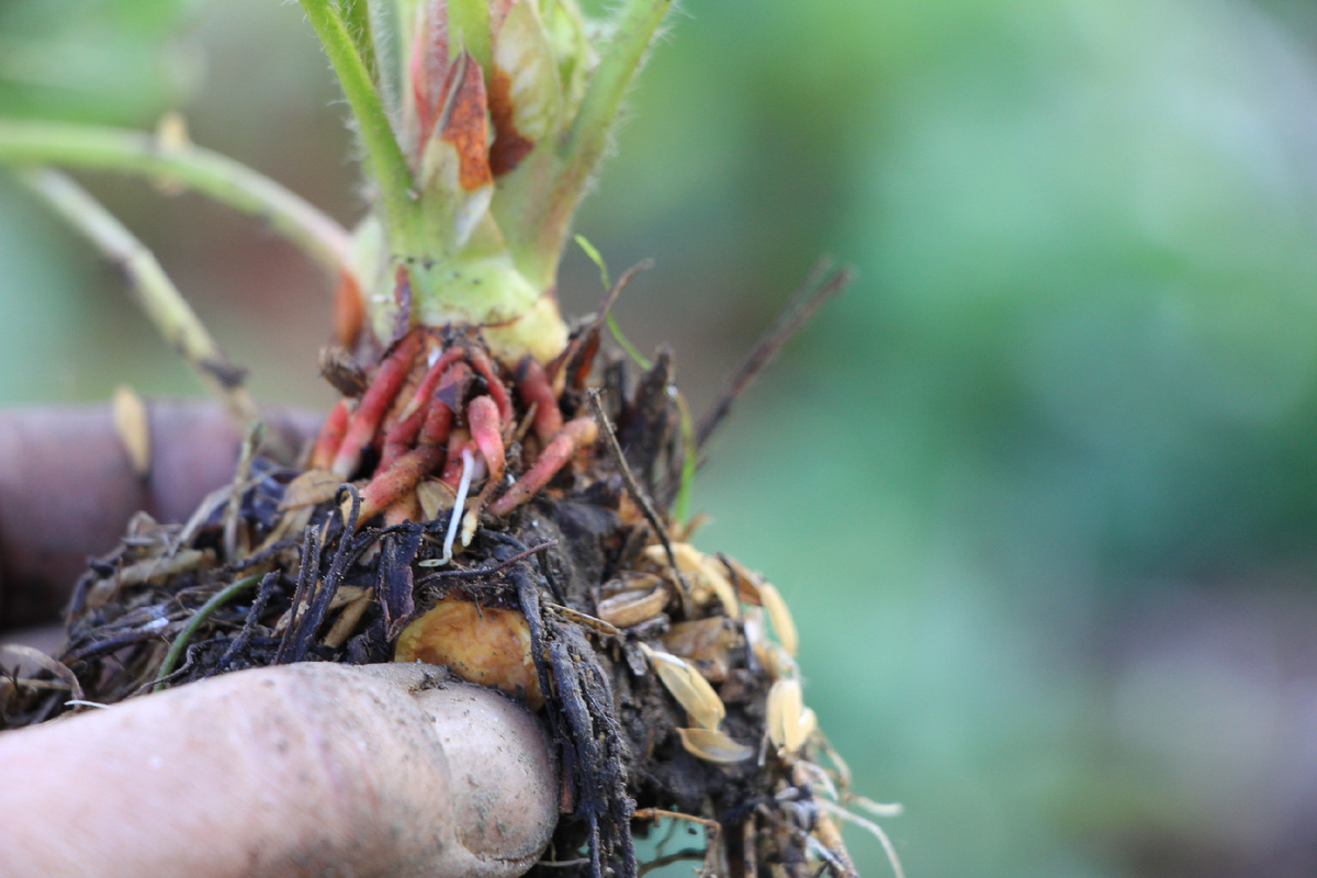 Розетка взрослого кустика клубники крупным планом Специально для вас сфотографировала крупным планом хороший кустик для пересадки со здоровой корневой системой и розеткой. 