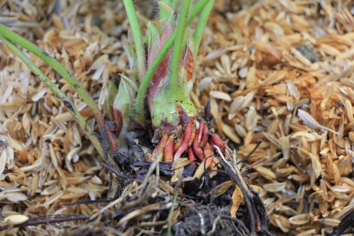 Основание куста клубники сбоку