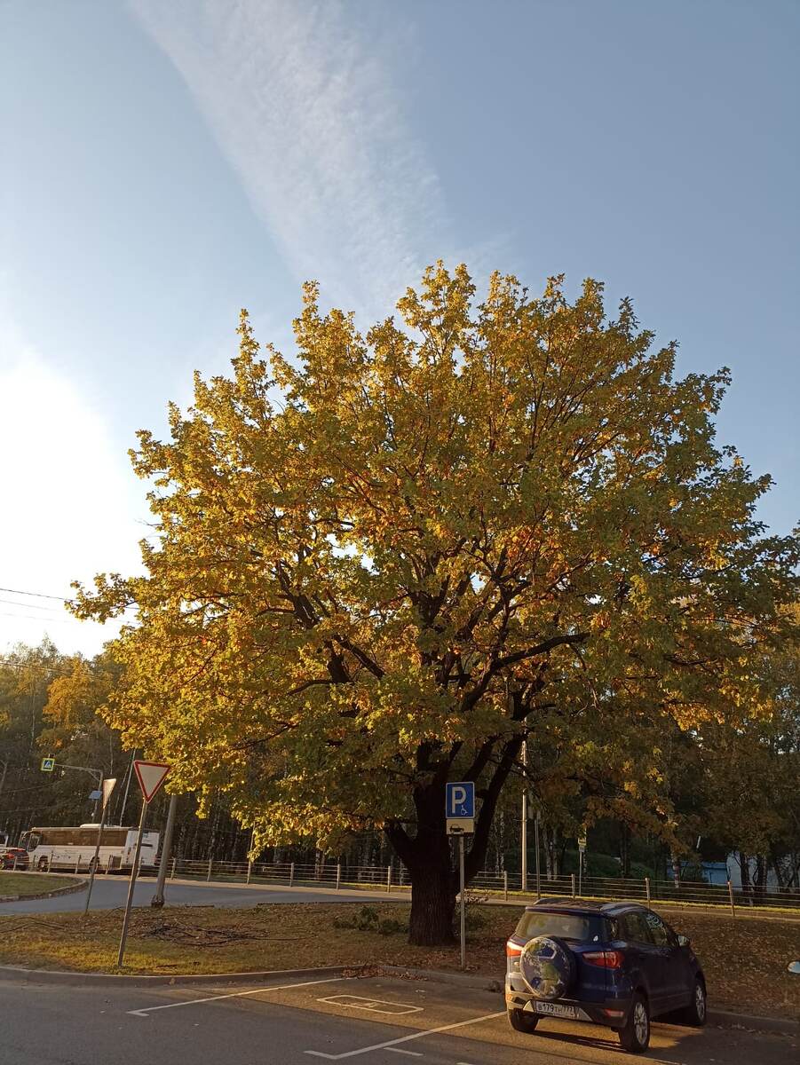 Осень только пару недель назад была такая)) 