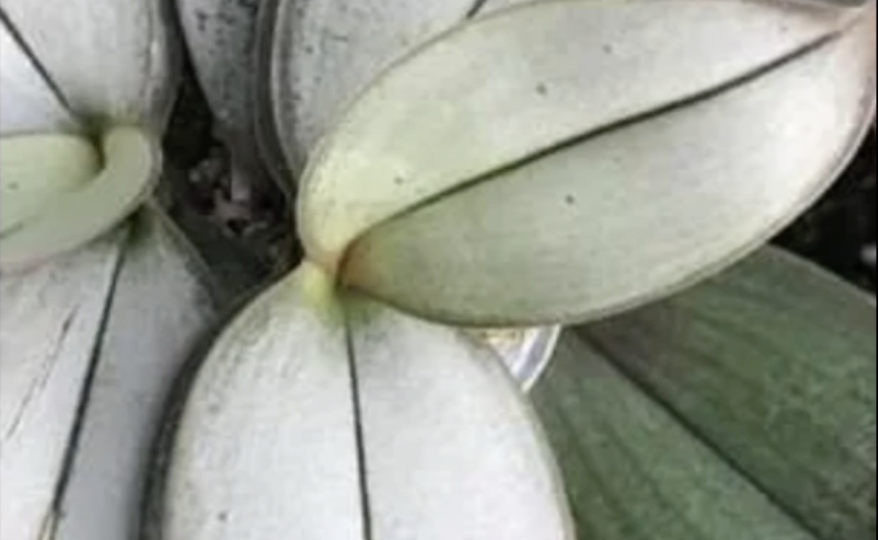 Особенности листьев орхидеи фаленопсис, о которых надо знать