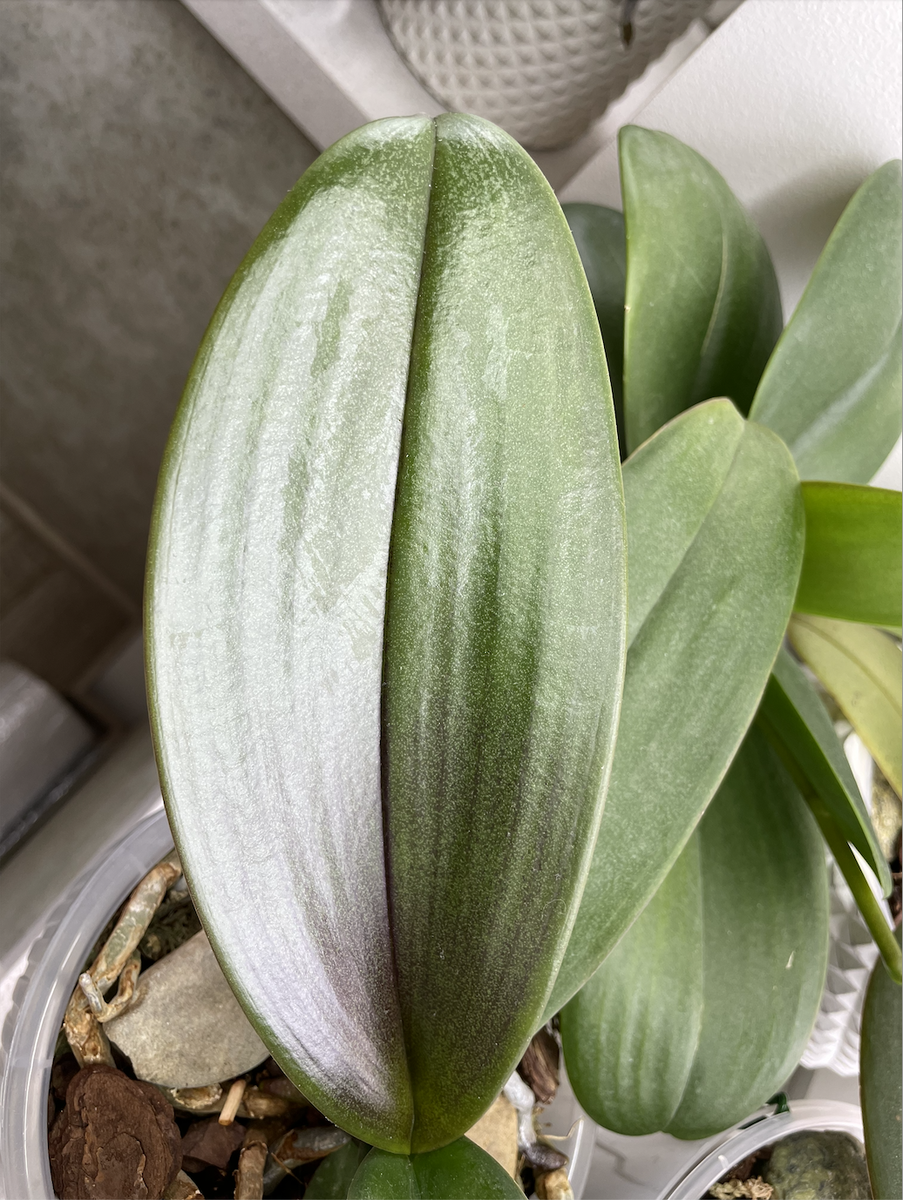 Здоровый  стандартный лист орхидеи Фаленопсис. Орхидеи С Еленой Кузнецовой