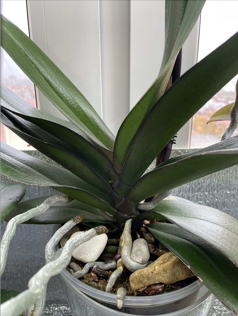 Листья смыкаясь друг над другом образуют своелюразный стебель / стволик орхидеи фаленопсис. Орхидеи С Еленой Кузнецовой