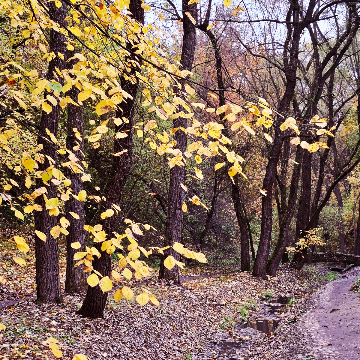 Коломенское, Голосов овраг. Фото автора.