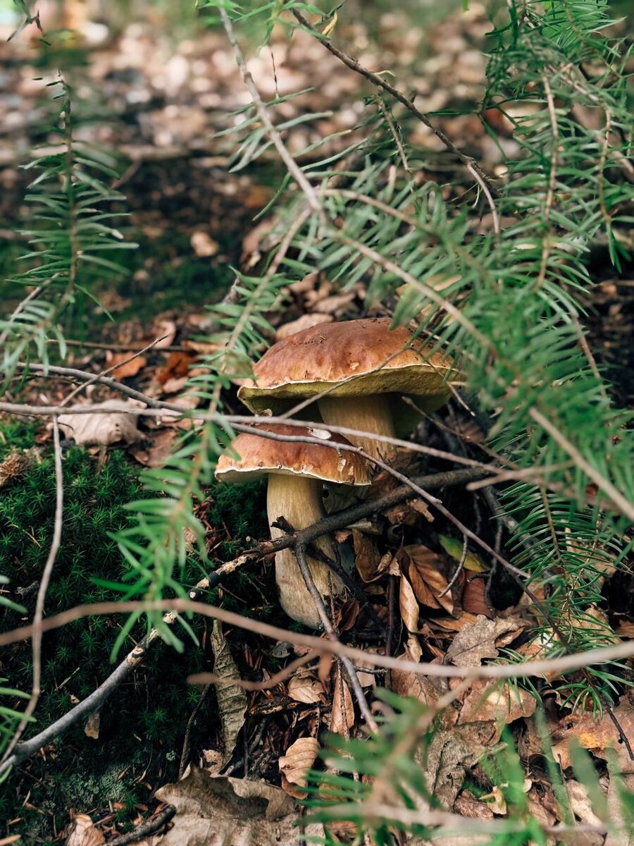 Это мы тут хайкать по детскому маршруту ходили и случайно муж конечно нашёл грибы