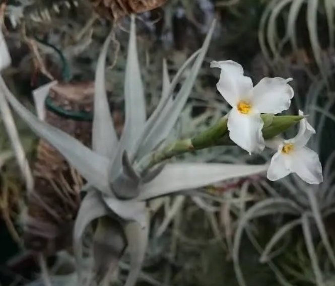 Тилландсия Arequitae