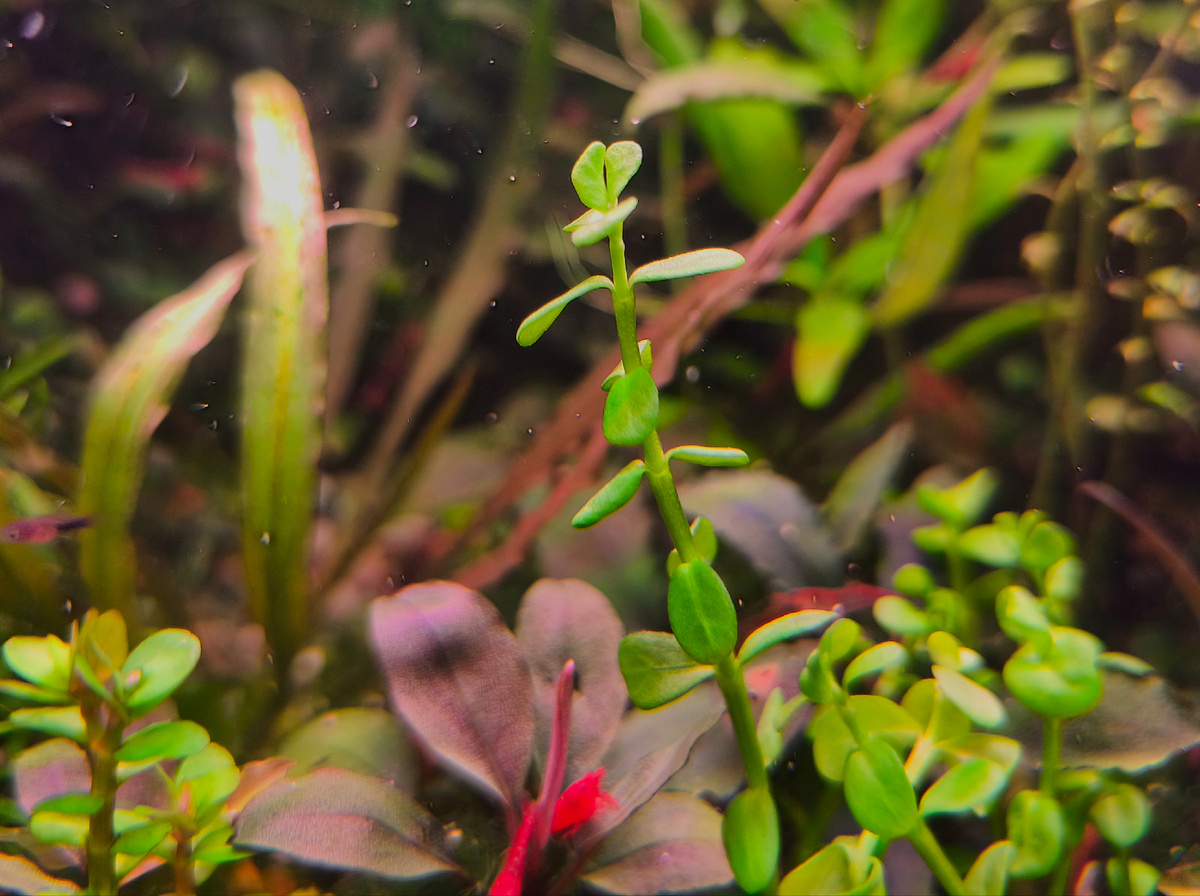 Первый день пересажена из теплицы, перевод в водную форму 