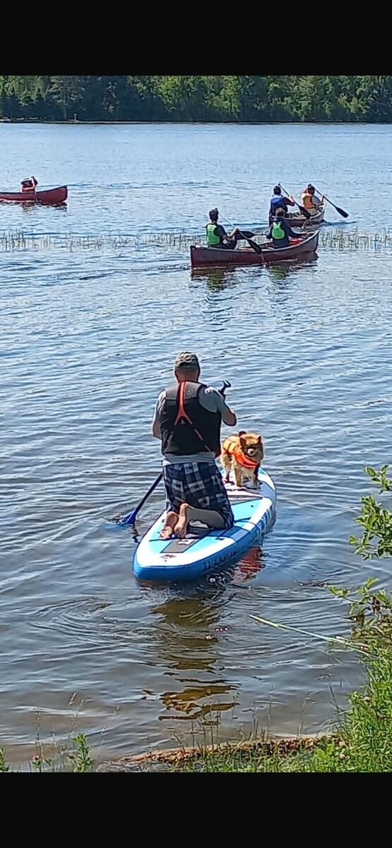 Собакам тоже одевают спасательные жилеты
