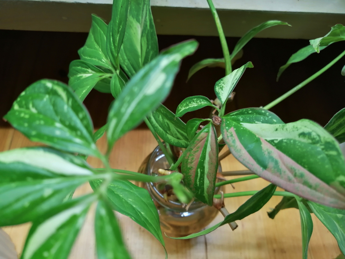 Сингониум Ред Спот триколор