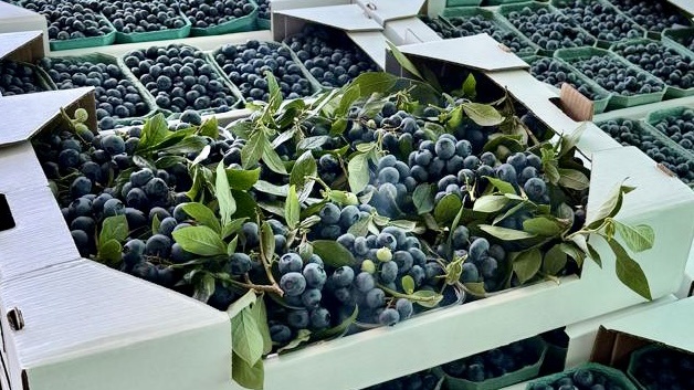 Наша голубика.