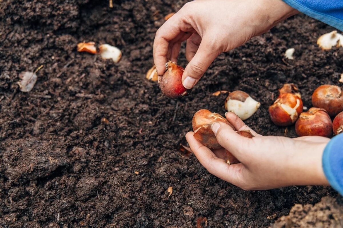    Время луковичных.