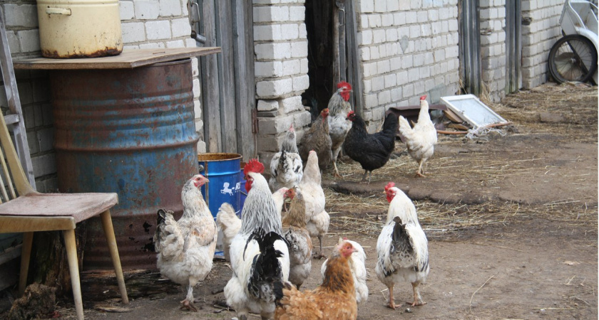    Осенью курам достаточно 1 простой мешанки — и птицы начинают нестись лучше: совет зоотехника