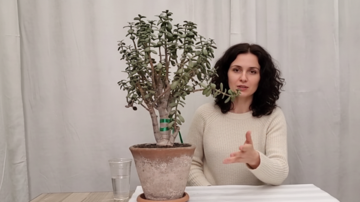 Как правильно пересадить Крассулу (Денежное дерево)