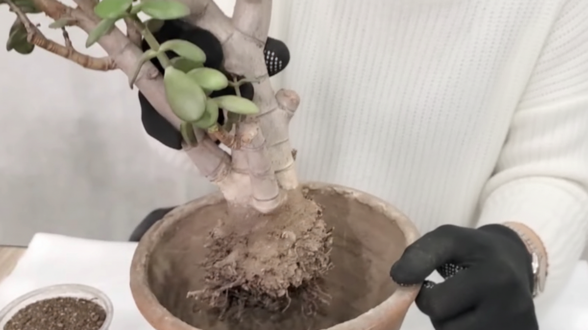 Как правильно пересадить Крассулу (Денежное дерево)