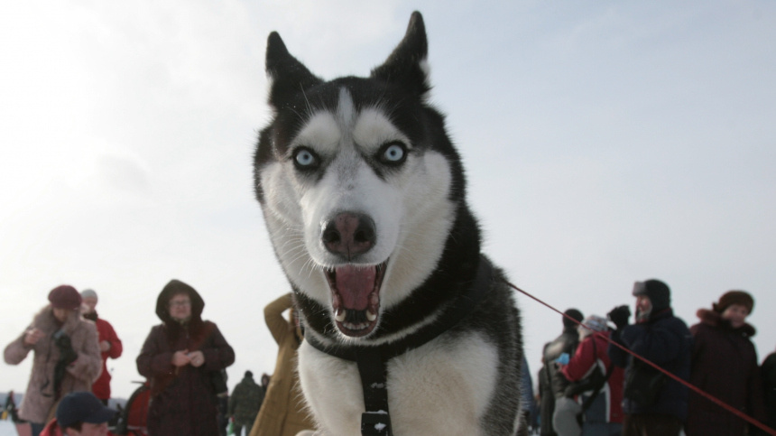   Фото: ИЗВЕСТИЯ/Владимир Суворов; 5-tv.ru