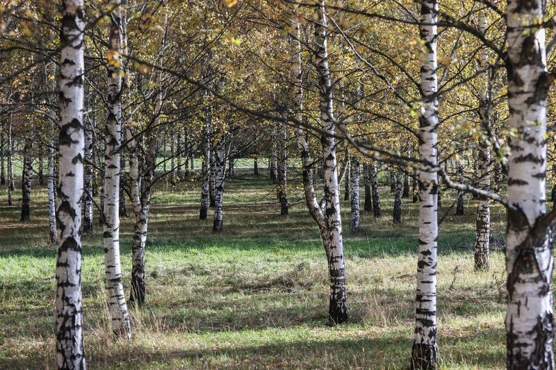    Сергей Булкин/NEWS.ru