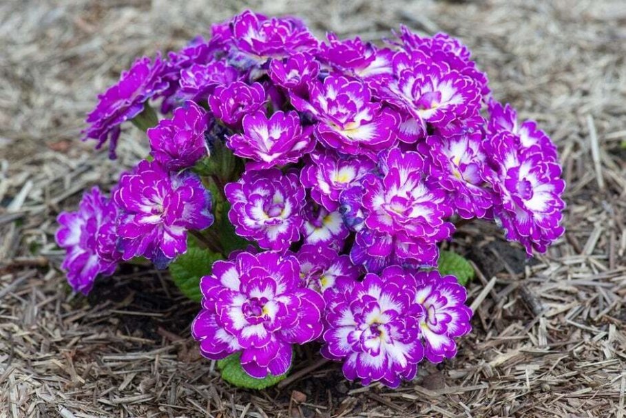 Фото: примула Беларина Пурпл Даун