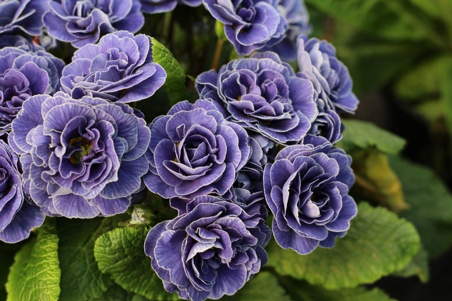 Фото: примула Беларина Аметист Айс