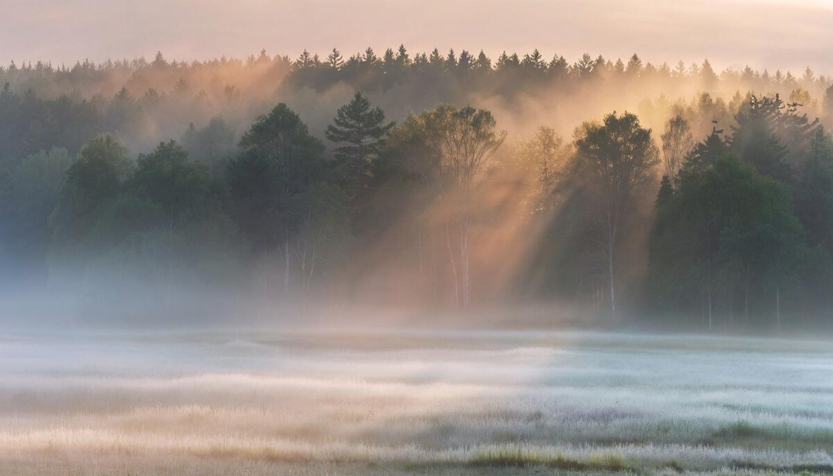 Вода Инь в союзе с Деревом может получиь возможности для проявления и самовыражения.