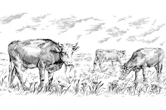    Откуда пошло выражение «Куда Макар телят не гонял»?