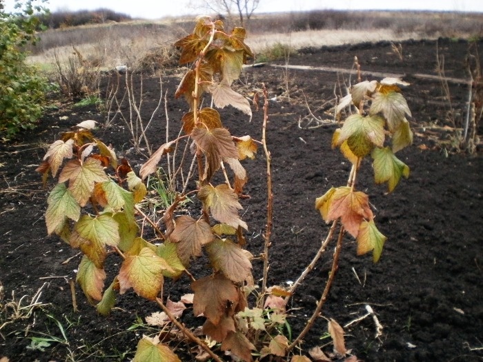 Первое дело в октябре, ноябре для малины, клубники, смородины - мульчирование кустарников. И утеплит зимой, и весной накормит