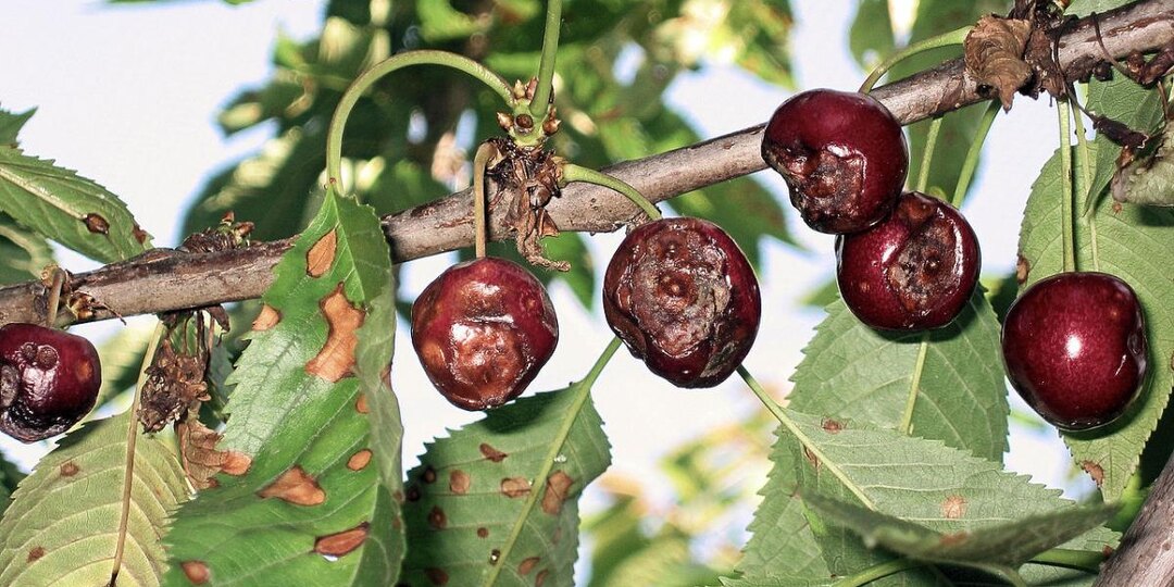 Одна ошибка при весенней обработке — и монилиоз распространяется по всему саду