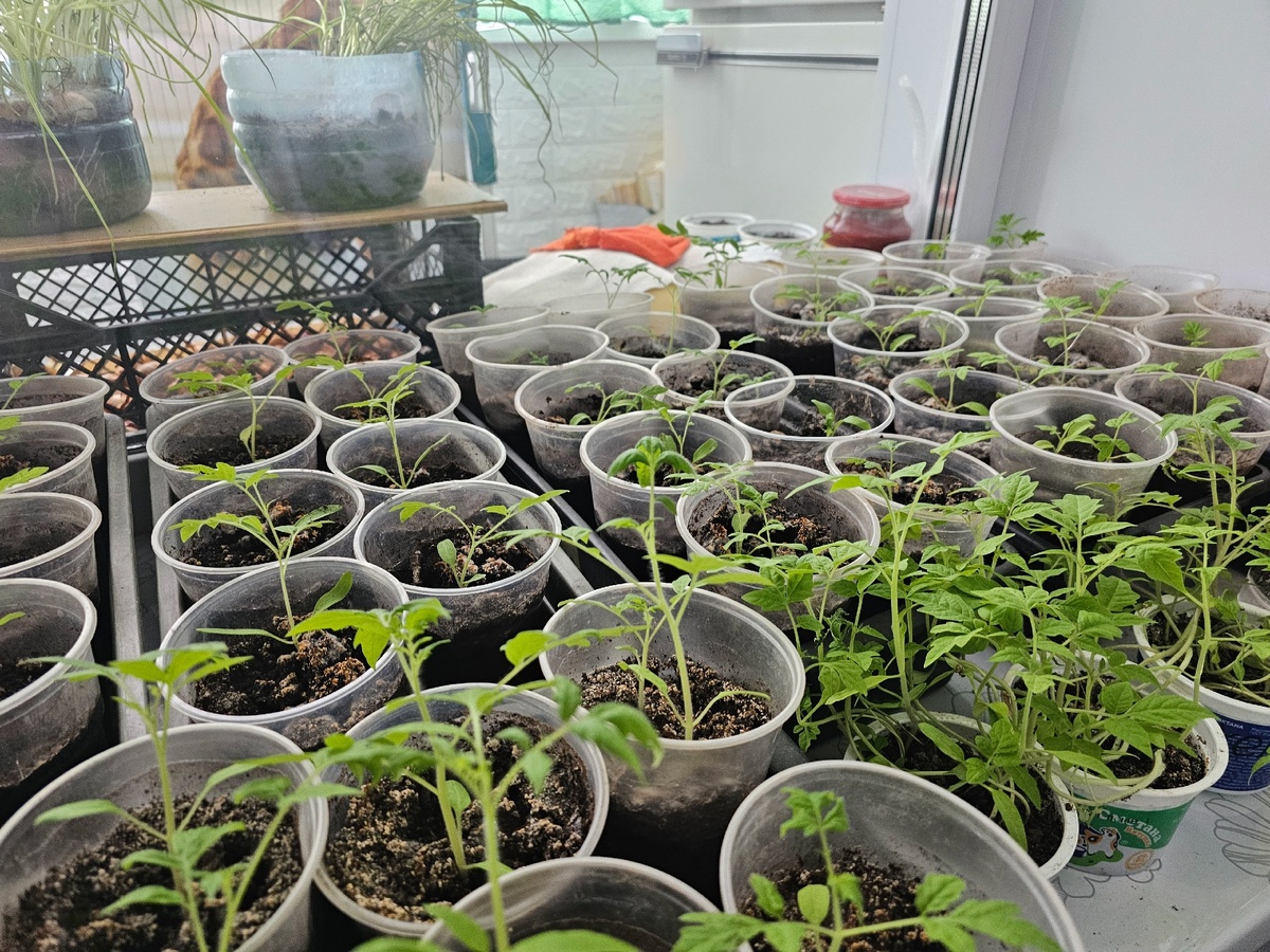    Сею помидоры под зиму по китайскому методу - к весне получаю мощную рассаду без хлопот