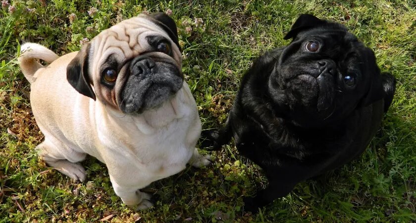    Тельцам — дикий пинчер, а Ракам — добродушный шарпей: какая порода собак подходит вам по знаку зодиака