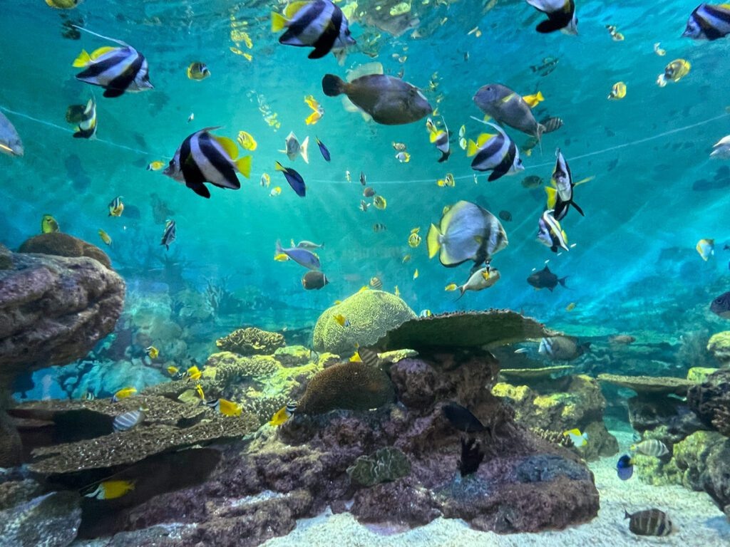    Underwater World Pattaya – лучший океанариум Паттайи