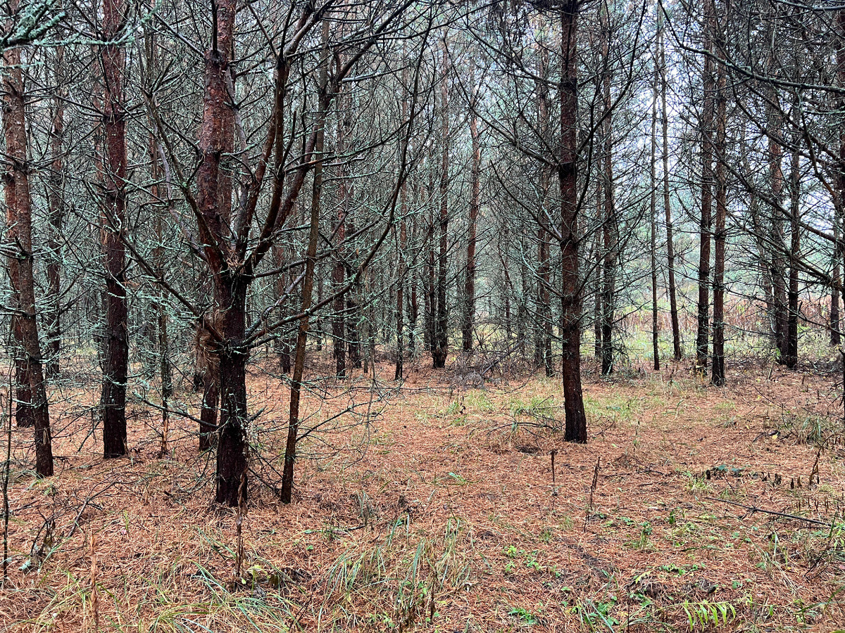 Маслята возможны на краю молодняка, И они там были, не много - это рассказали встречные местные жители. На весь молодняк сработало только одно место. Фото автора 16.10.25