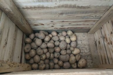 Не прорастет даже в теплом и влажном погребе: огородники нашли способ сохранить картошку до весны. Нужна простая трава  📷
