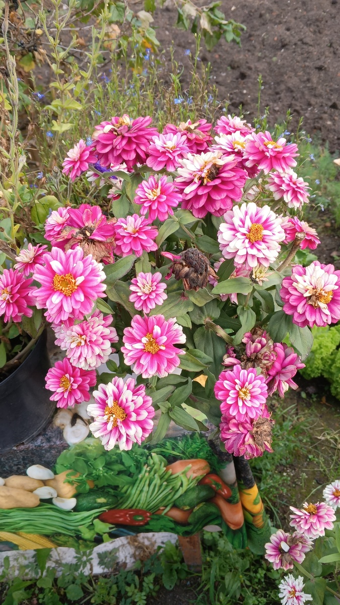 фото автора: мамины цветы