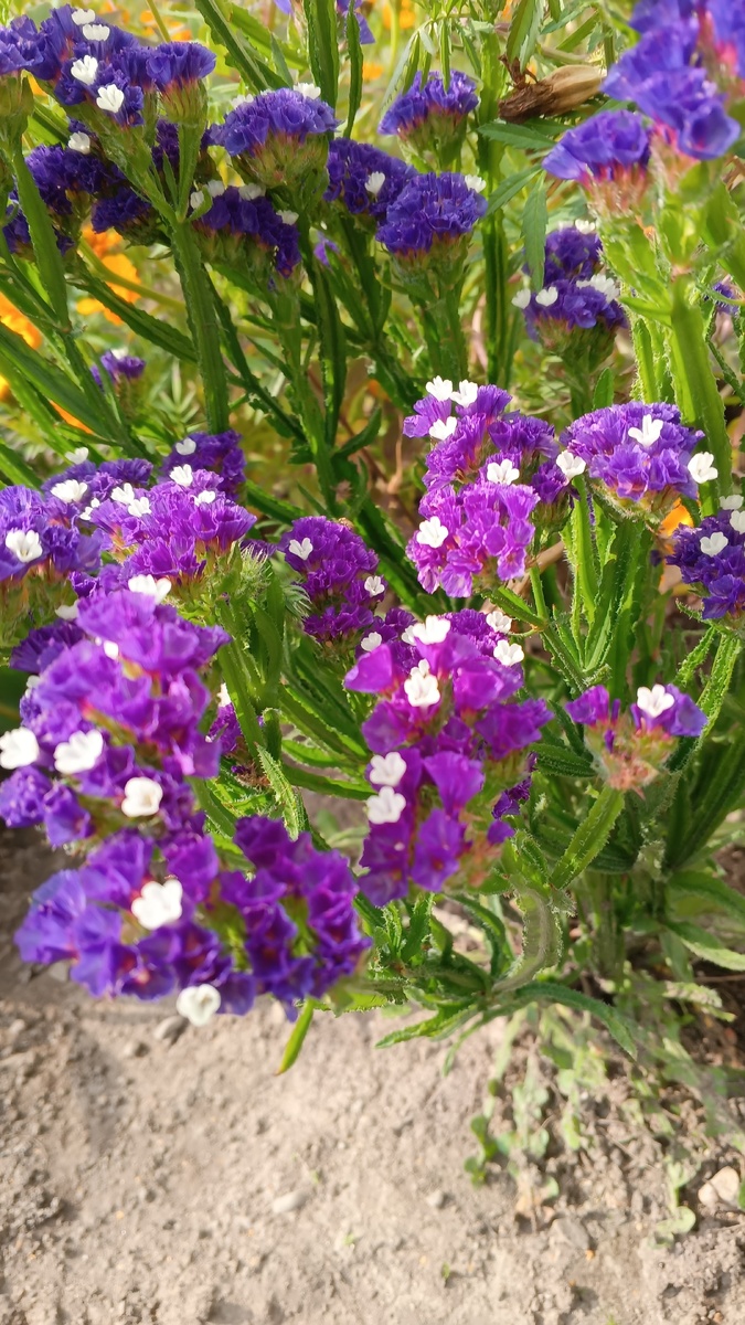 фото автора: и снова цветы, выращенные мамой