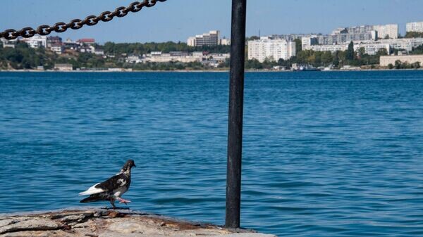    © РИА Новости Крым . Дмитрий Макеев