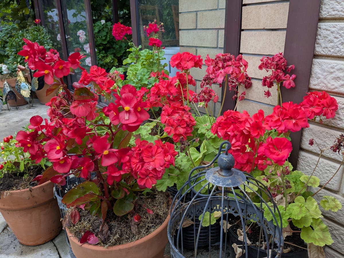 Пеларгония, сорт неизвестен