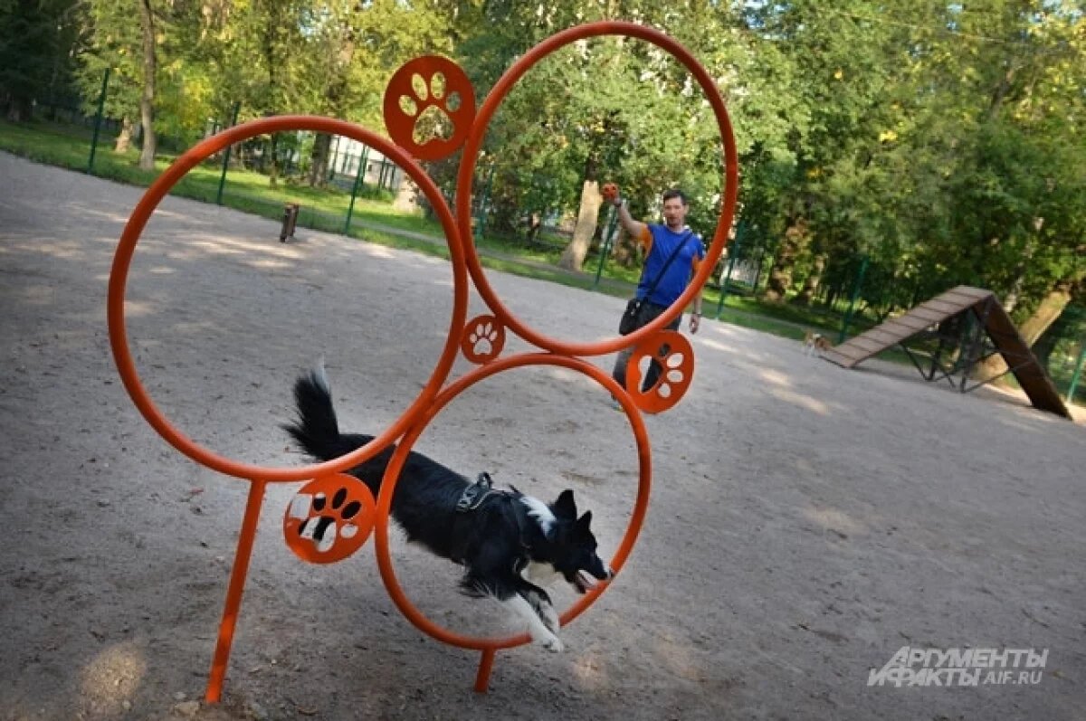    В Надыме к концу октября откроют новую площадку для выгула собак