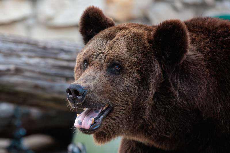    Фото: Edgar Breshchanov/globallookpress