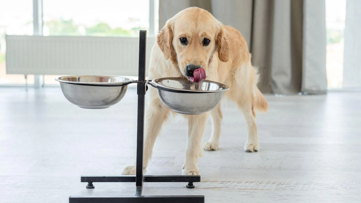 Сомневаюсь, что те несколько минут, которые собака проводит перед миской, окажут на её позвоночник или ЖКТ фатальное влияние. Фото VYCHEGZHANINA/iStock