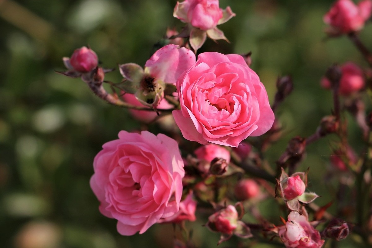    Фото: GoranH / Pixabay.com